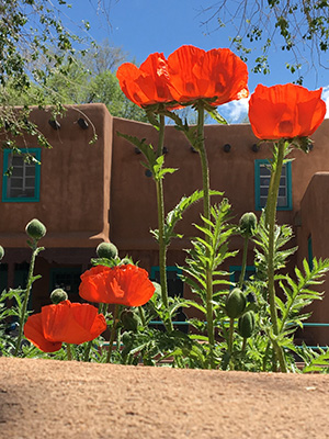Red poppies in front of Harwood Museum